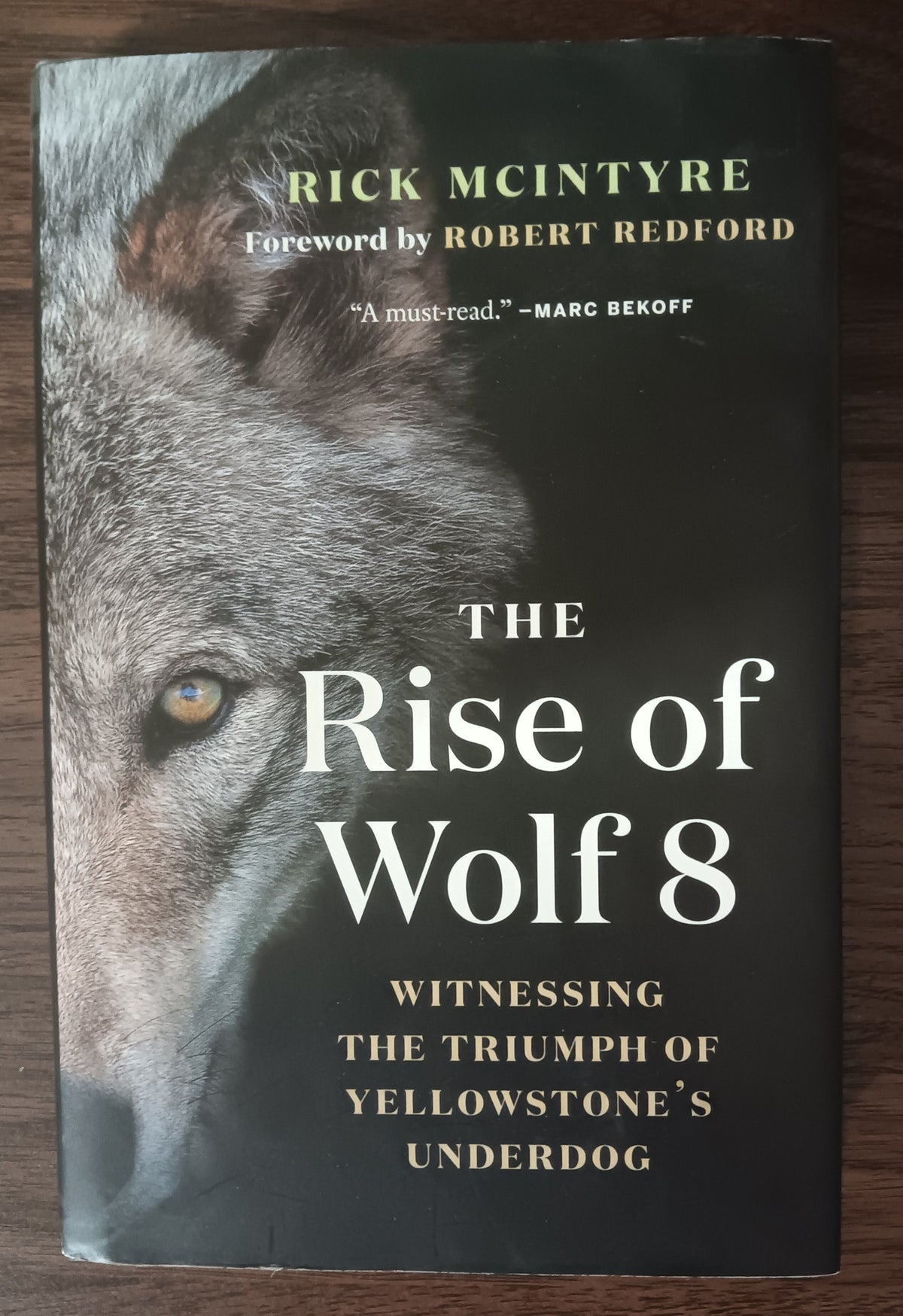 The Rise of Wolf 8 by Rick McIntyre — Hardcover
