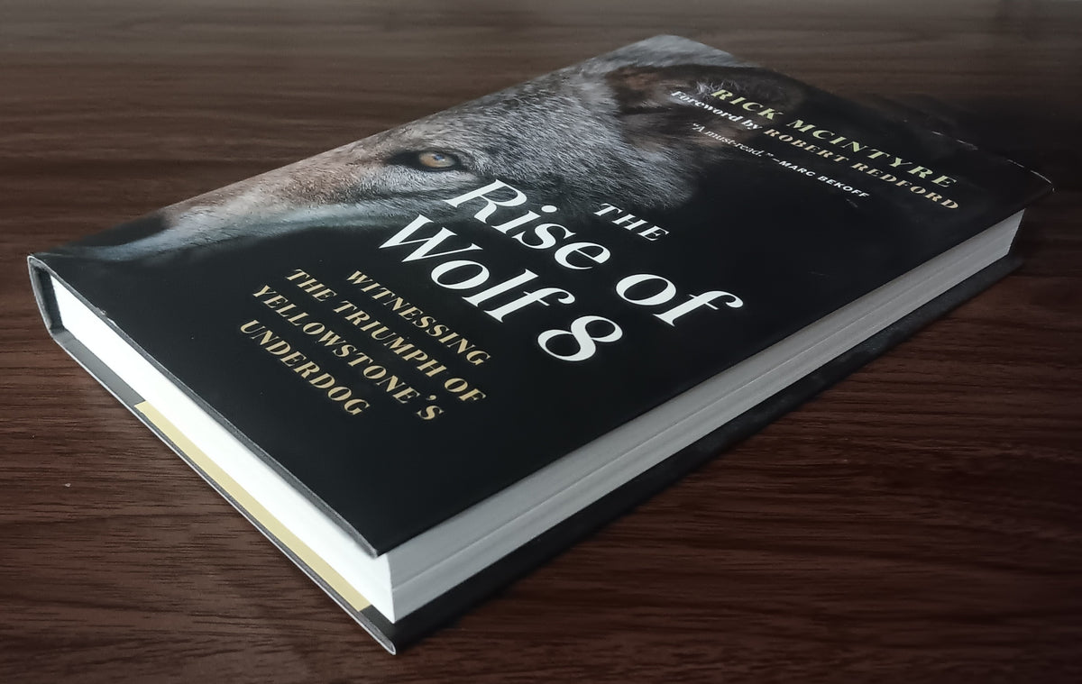 The Rise of Wolf 8 by Rick McIntyre — Hardcover